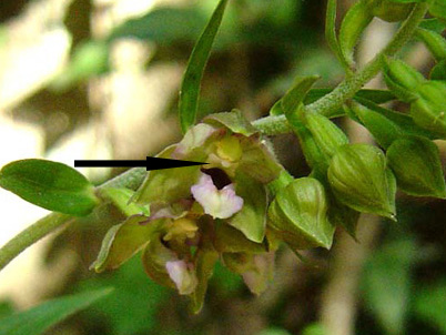 Epipactis helleborine